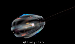 A macro shot of a Pelagic Invertebrate, taken in open wat... by Tracy Clark 